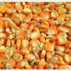 Corn/Maize