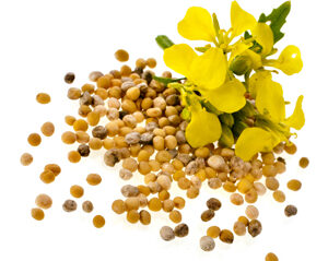 Mustard Seeds