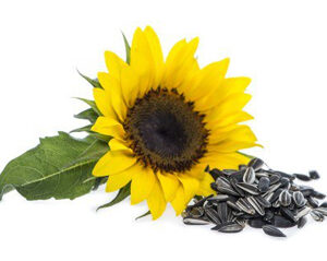 Sunflower Seeds